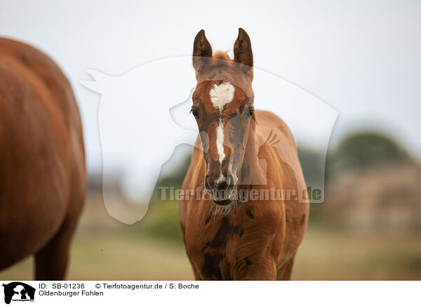 Oldenburger Fohlen / Oldenburg Horse foal / SB-01236