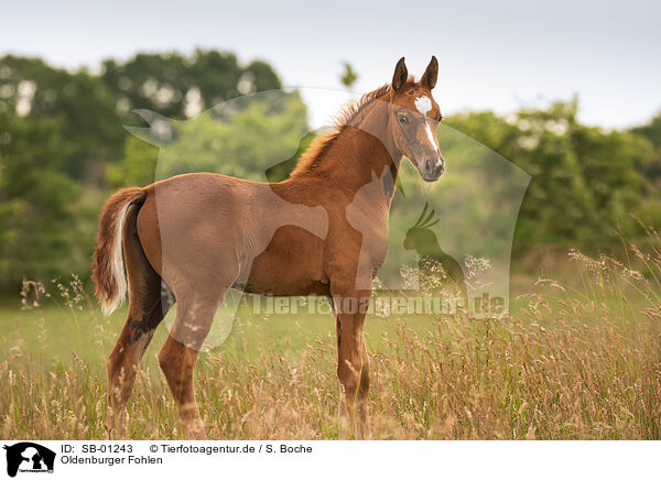 Oldenburger Fohlen / Oldenburg Horse foal / SB-01243