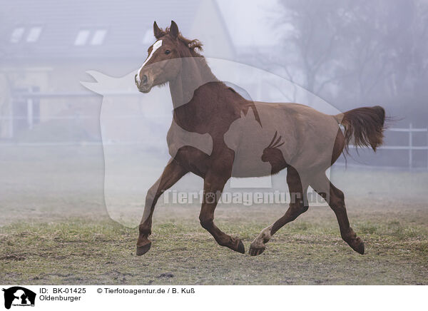 Oldenburger / Oldenburg Horse / BK-01425