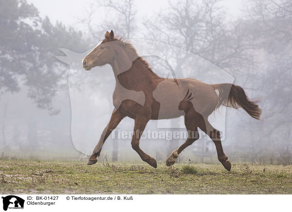 Oldenburger / Oldenburg Horse / BK-01427