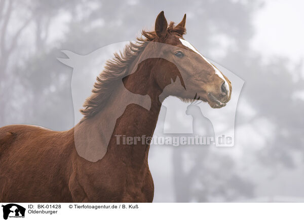 Oldenburger / Oldenburg Horse / BK-01428