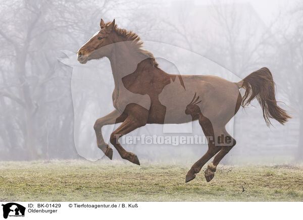 Oldenburger / Oldenburg Horse / BK-01429