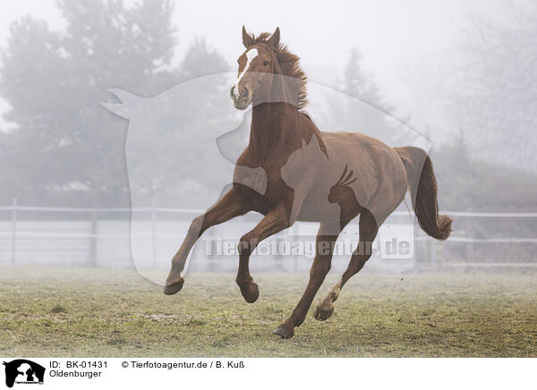 Oldenburger / Oldenburg Horse / BK-01431
