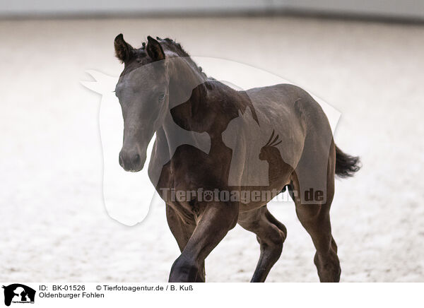 Oldenburger Fohlen / Oldenburg Horse foal / BK-01526