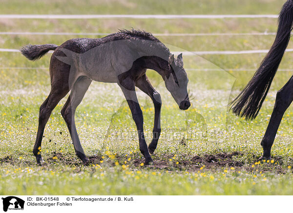 Oldenburger Fohlen / Oldenburg Horse foal / BK-01548