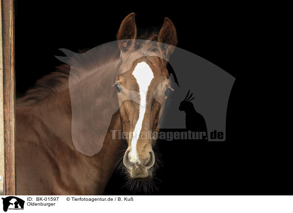 Oldenburger / Oldenburg Horse / BK-01597