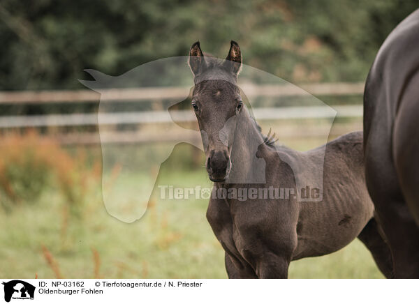 Oldenburger Fohlen / Oldenburg Horse foal / NP-03162