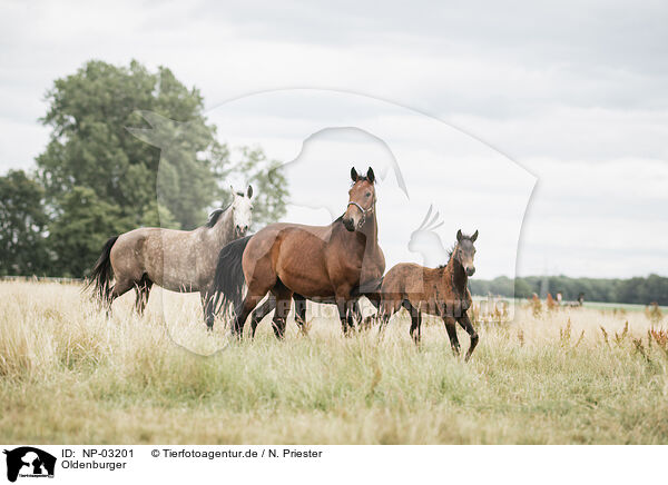 Oldenburger / Oldenburg Horses / NP-03201