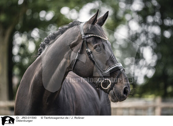 Oldenburger / Oldenburg Horse / JRO-01590