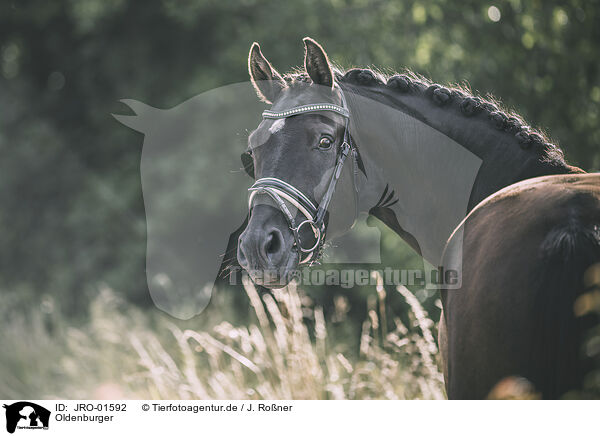 Oldenburger / Oldenburg Horse / JRO-01592