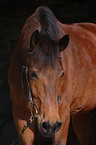 Oldenburger Portrait