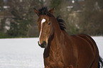 Oldenburger Portrait