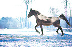 Oldenburger im Winter