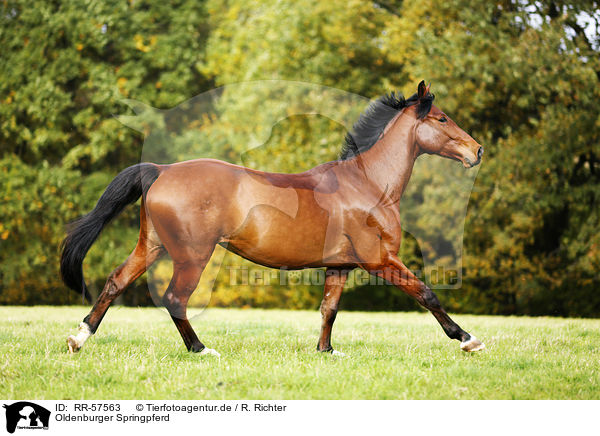 Oldenburger Springpferd / horse / RR-57563