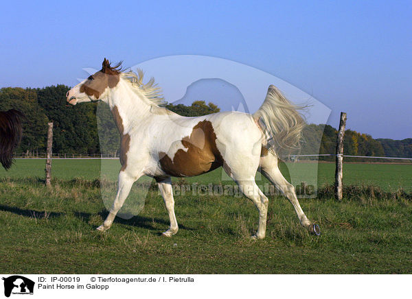 Paint Horse im Galopp / running Paint Horse / IP-00019