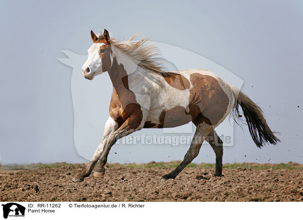 Paint Horse / RR-11262