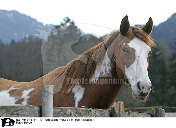 Paint Horse / Paint Horse / MH-01176