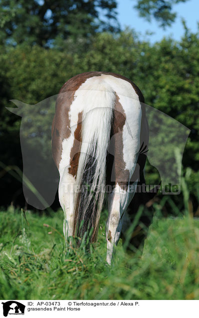 grasendes Paint Horse / grazing Paint Horse / AP-03473