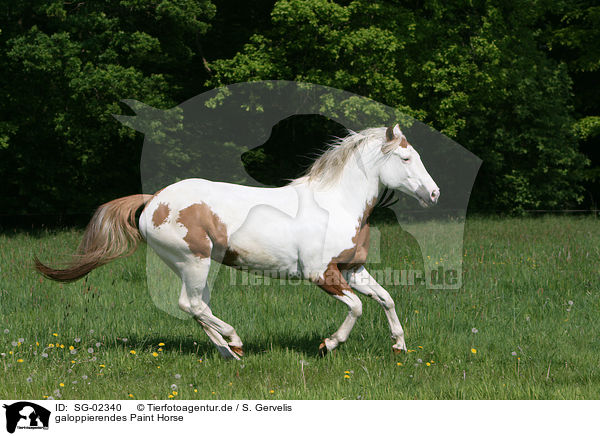 galoppierendes Paint Horse / galloping Paint Horse / SG-02340