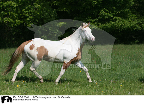 trabendes Paint Horse / trotting Paint Horse / SG-02341