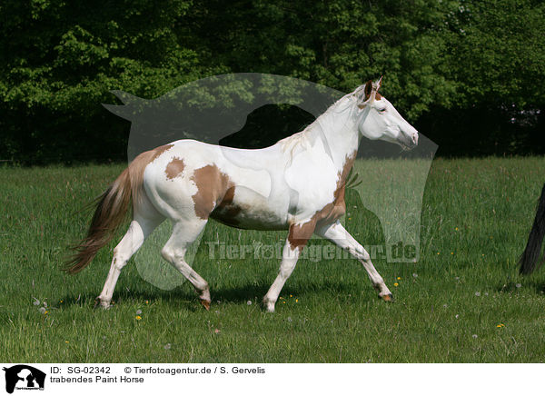 trabendes Paint Horse / SG-02342