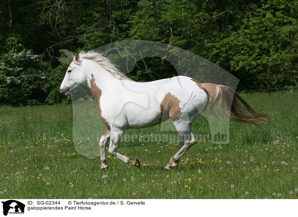 galoppierendes Paint Horse / galloping Paint Horse / SG-02344