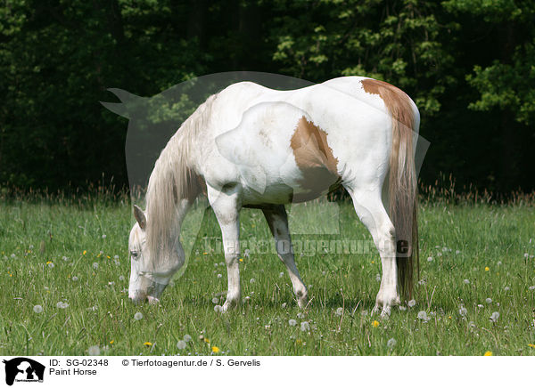 Paint Horse / Paint Horse / SG-02348