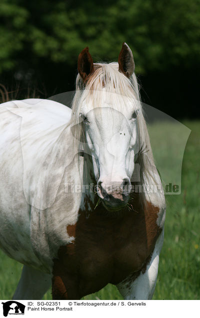Paint Horse Portrait / SG-02351