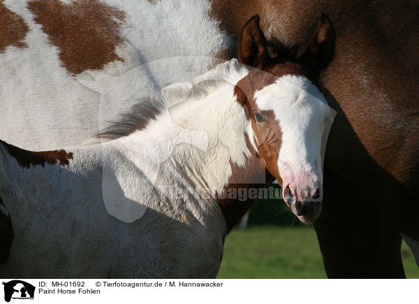 Paint Horse Fohlen / Paint Horse foal / MH-01692