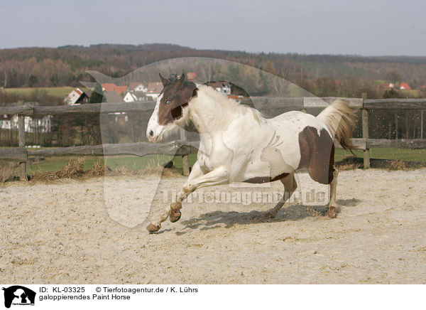 galoppierendes Paint Horse / KL-03325