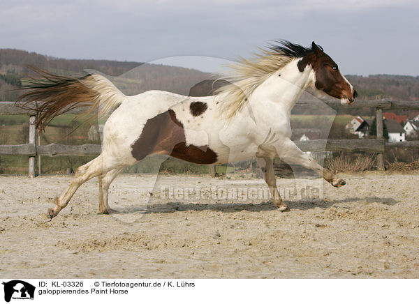 galoppierendes Paint Horse / KL-03326