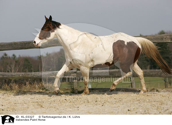 trabendes Paint Horse / KL-03327