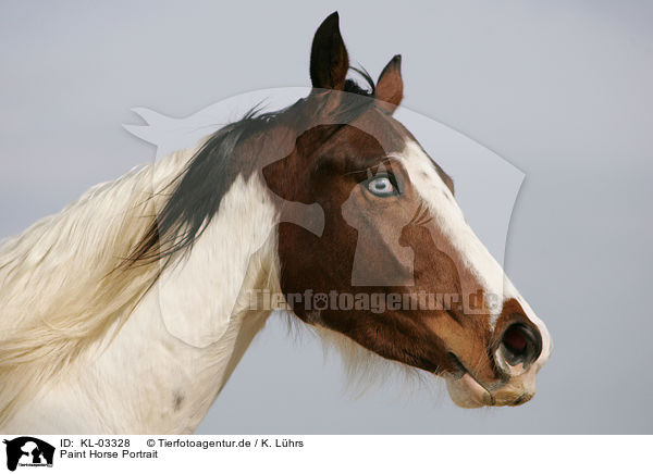 Paint Horse Portrait / KL-03328