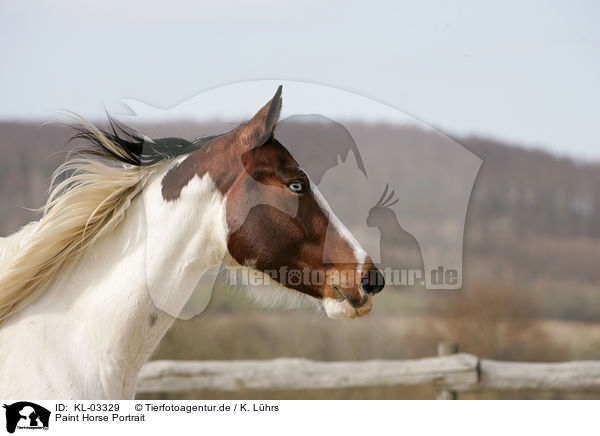 Paint Horse Portrait / KL-03329