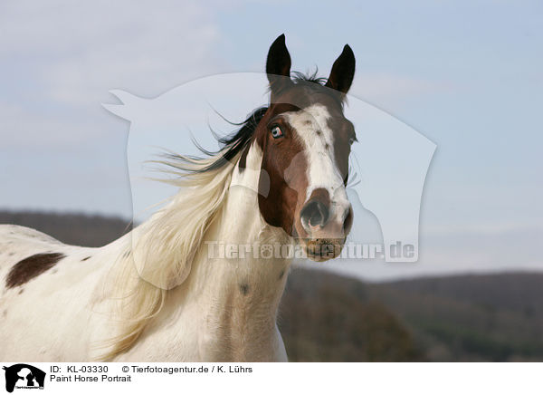 Paint Horse Portrait / KL-03330