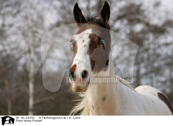 Paint Horse Portrait / KL-03333