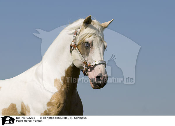 Paint Horse Portrait / NS-02278