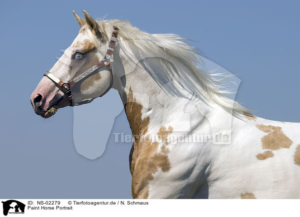 Paint Horse Portrait / NS-02279