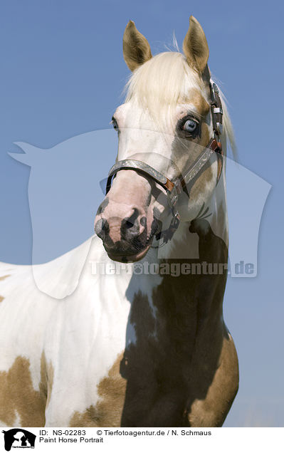 Paint Horse Portrait / Paint Horse Portrait / NS-02283