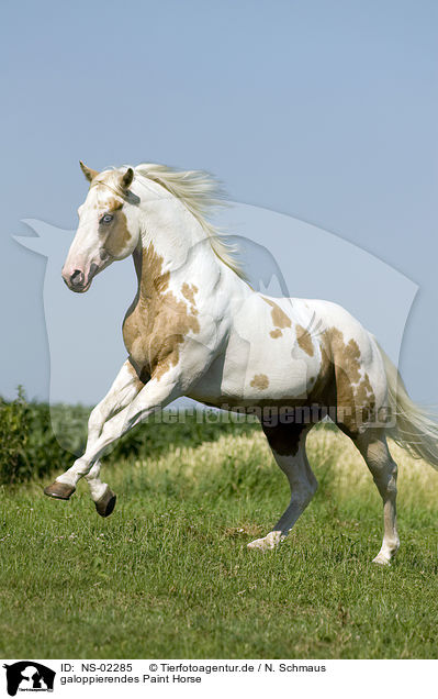 galoppierendes Paint Horse / NS-02285