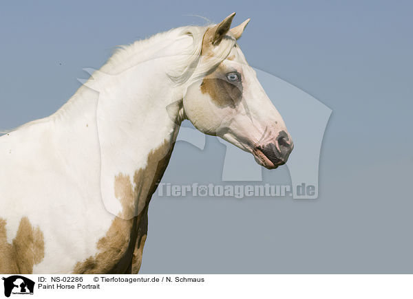 Paint Horse Portrait / NS-02286