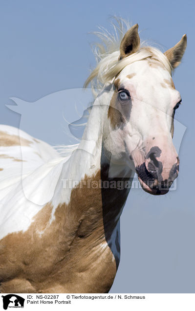 Paint Horse Portrait / NS-02287
