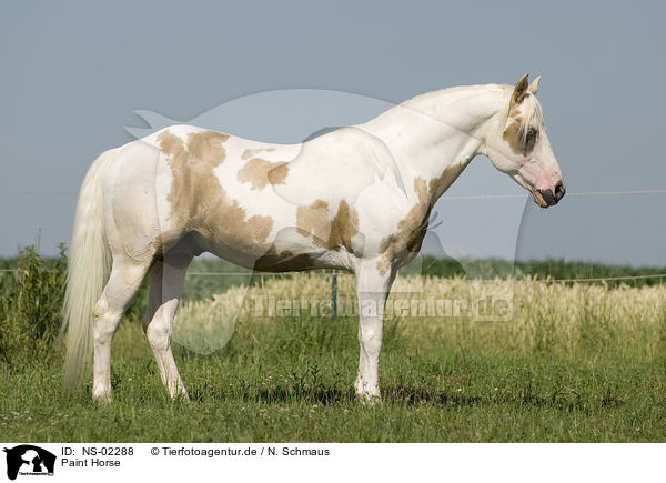Paint Horse / NS-02288
