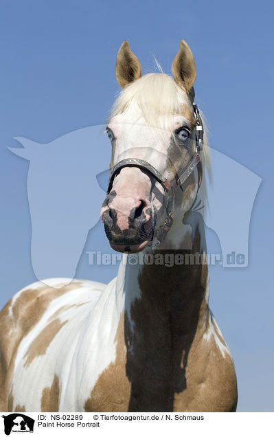 Paint Horse Portrait / NS-02289