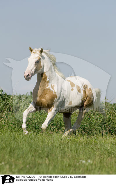 galoppierendes Paint Horse / NS-02290