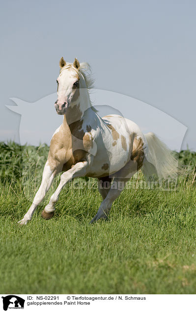 galoppierendes Paint Horse / NS-02291