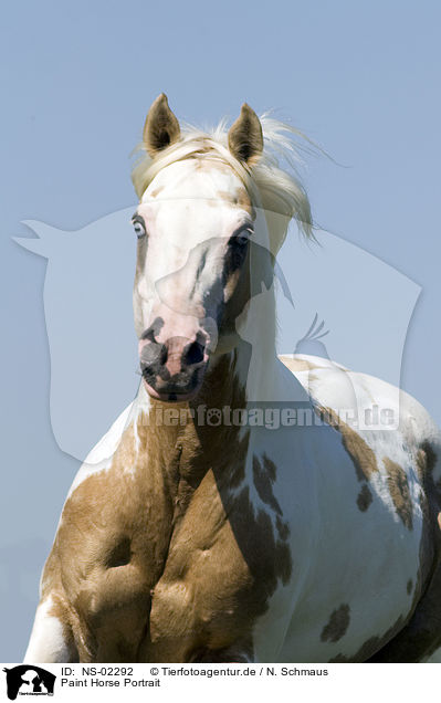 Paint Horse Portrait / NS-02292