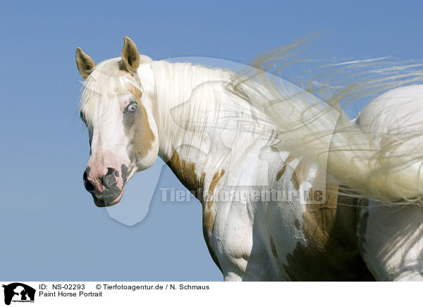 Paint Horse Portrait / NS-02293