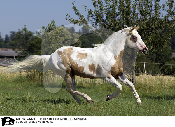 galoppierendes Paint Horse / NS-02295