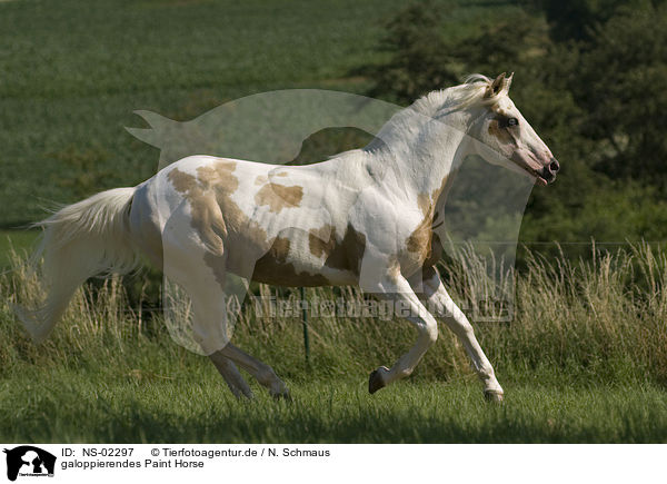 galoppierendes Paint Horse / NS-02297